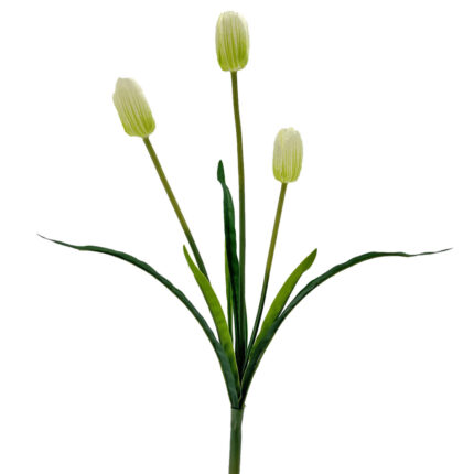 Tulips WX-16