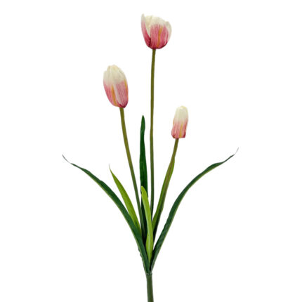 Tulips WX-17