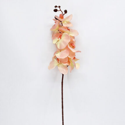 Orchids HXG-02