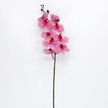 Orchids YW-29