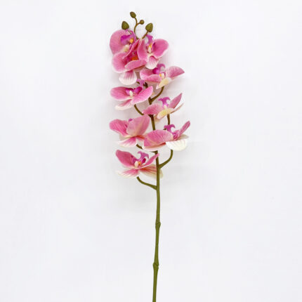 Orchids YW-12