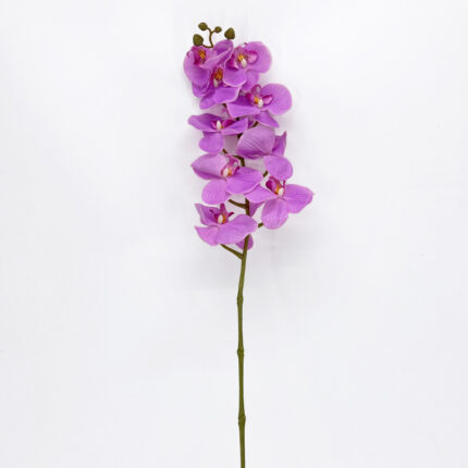 Orchids YW-13