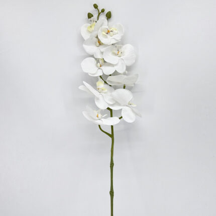 Orchids YW-11