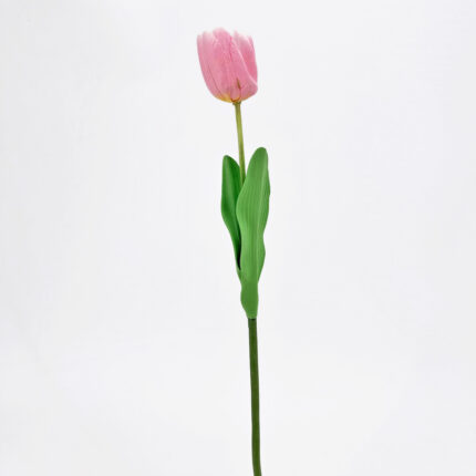 Tulips SY-02