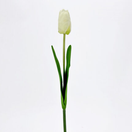 Tulips SY-01