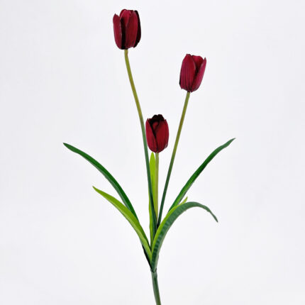 Tulips MY-189