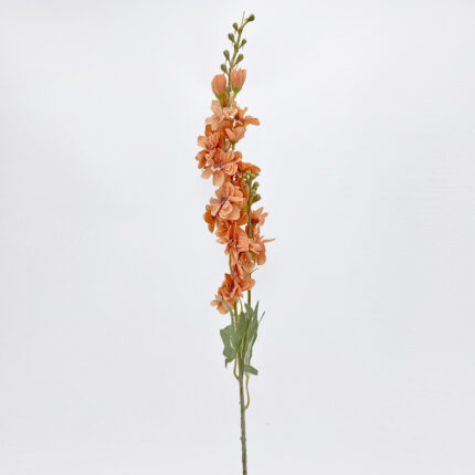 Delphinium LR-661