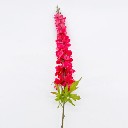 Delphinium MY-277