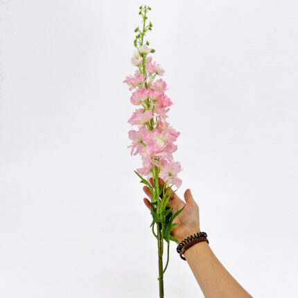 Delphinium WX-120