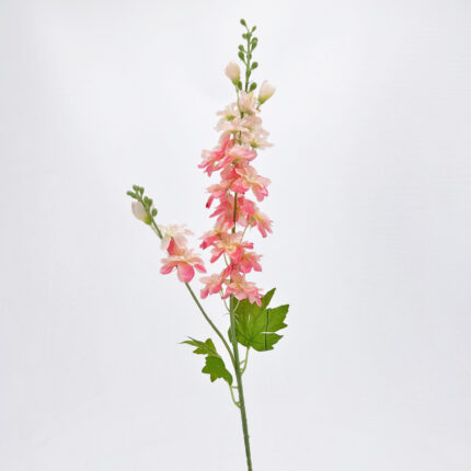 Delphinium WX-127-1