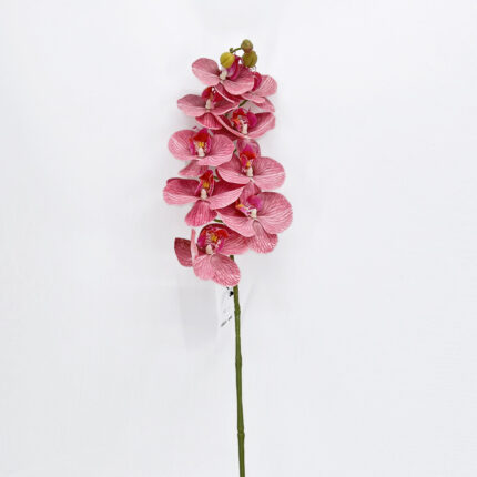 Orchids YW-31