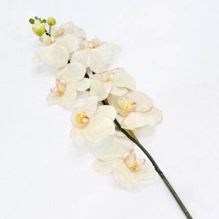 Orchids XS-03