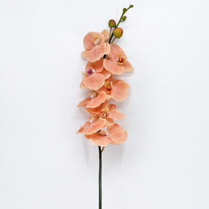Orchids XS-04