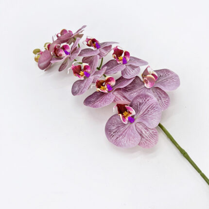 Orchids YW-44