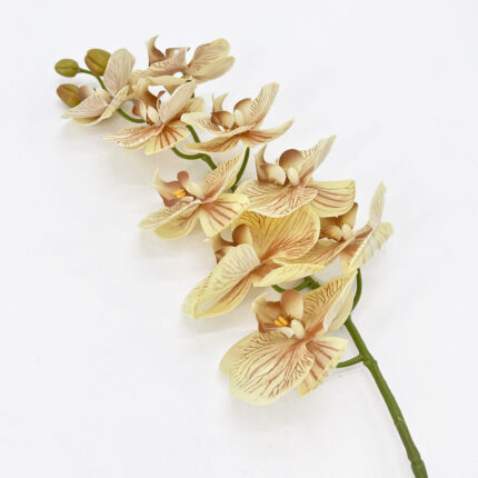 Orchids YW-46