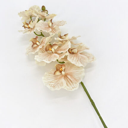Orchids YW-36