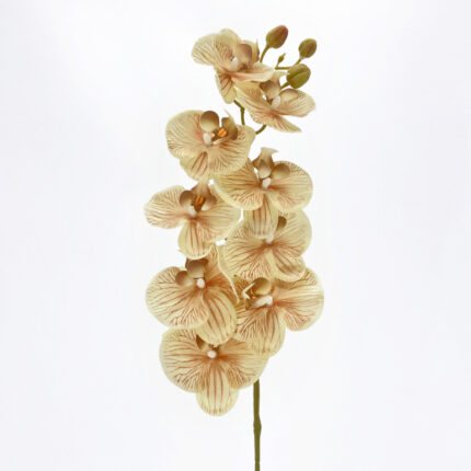 Orchids AL-15