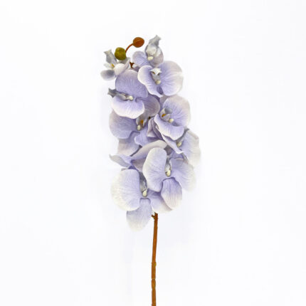 Orchids HDX-30