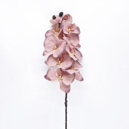 Orchids HDX-29