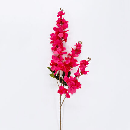 Delphinium LRR-53