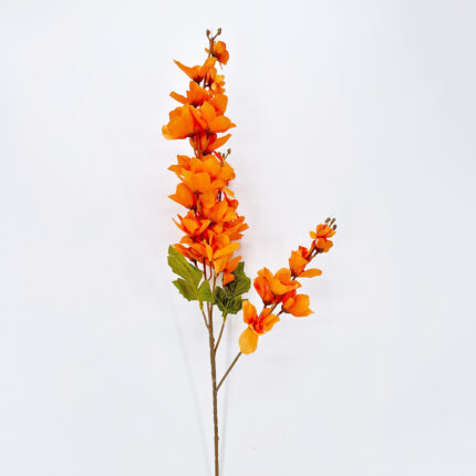 Delphinium LRR-58