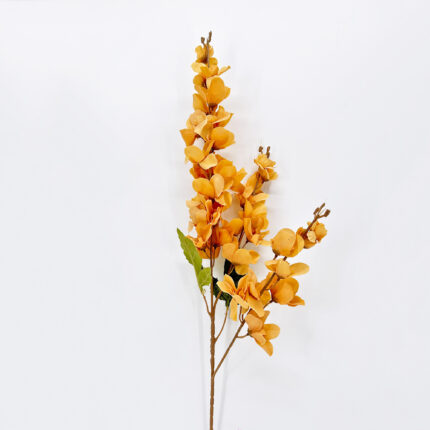 Delphinium LRR-57