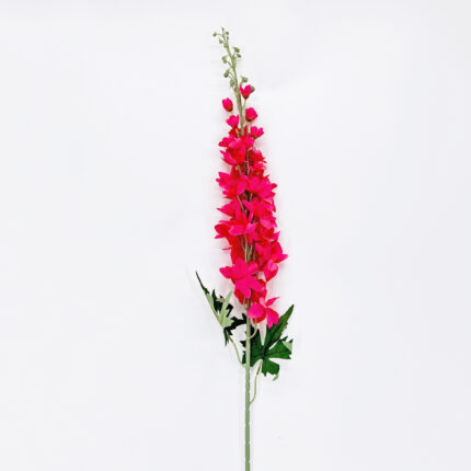 Delphinium LRR-43