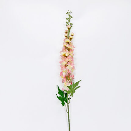 Delphinium LRR-41