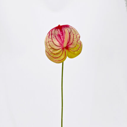 Anthurium LRR-303