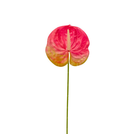 GNW Rose Red Artificial Anthurium LRR-300