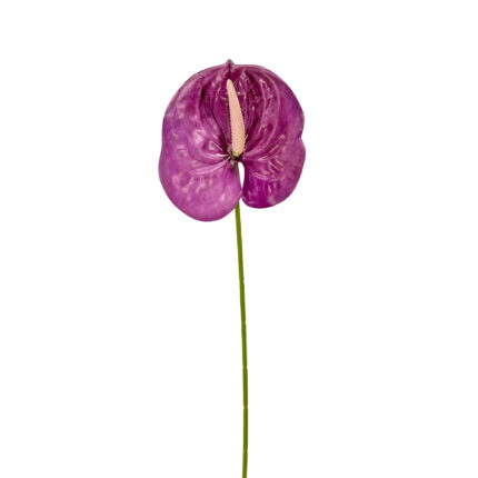 GNW Purple Artificial Anthurium LRR-298
