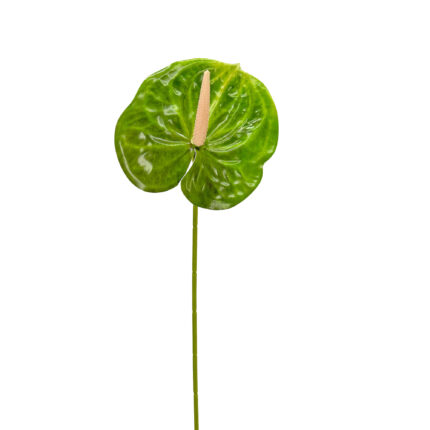 GNW Green Artificial Anthurium LRR-297