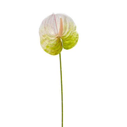 GNW Gradient Green Artificial Anthurium LRR-295