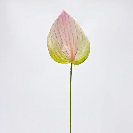 Anthurium LRR-286
