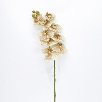Orchids GYX-32