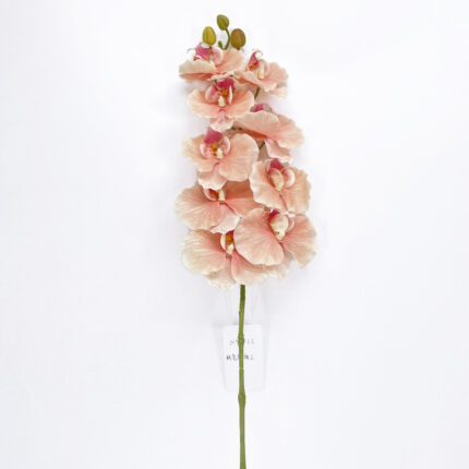 Orchids GYX-28