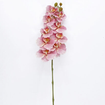Orchids GYX-29