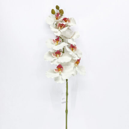 Orchids GYX-26