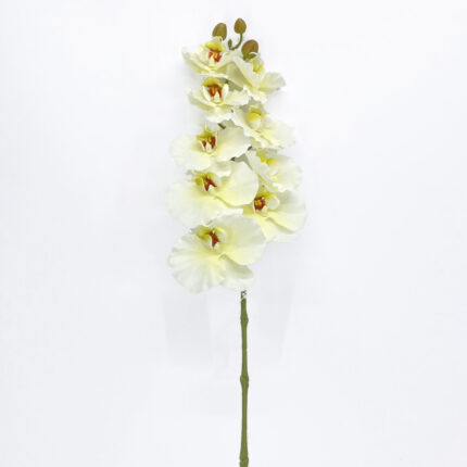 Orchids GYX-27