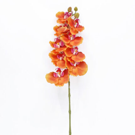 Orchids GYX-33