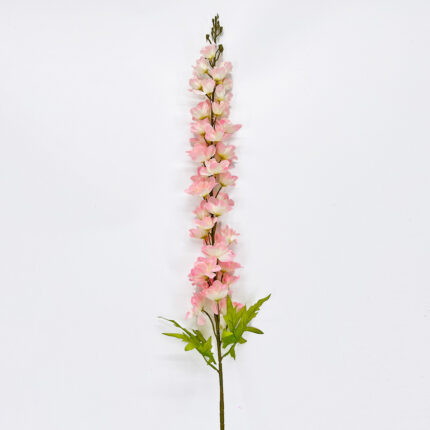 Delphinium LRR-550