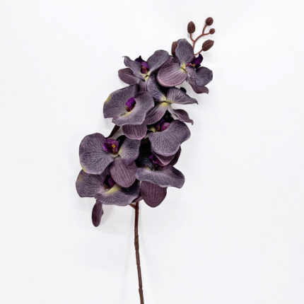 Orchids HXG-17