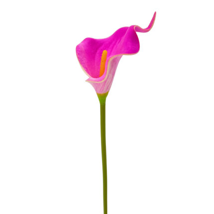 GNW Fuchsia Artificial Calla Lily LZ-247