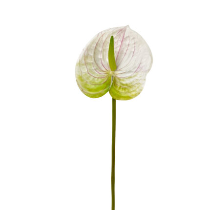 GNW Gradient Green Artificial Anthurium SM-02