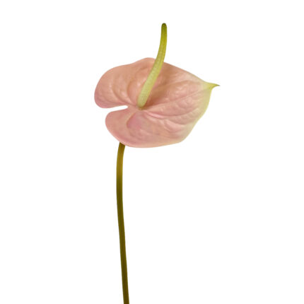 GNW Pink Artificial Anthurium Real Touch XS-28