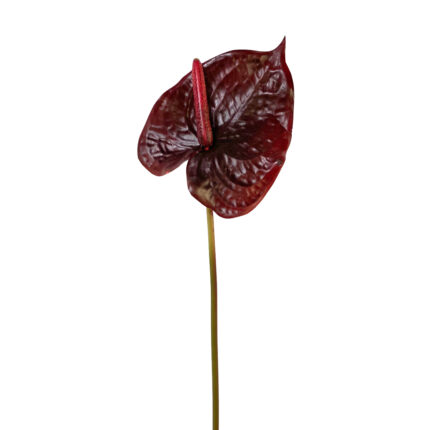 GNW Wine Artificial Anthurium Real Touch XS-34