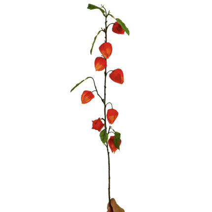 GNW Orange Artificial Physalis Fruit HD-06