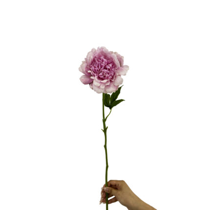 GNW Purple Artificial Austin Rose Real Touch GYX-88