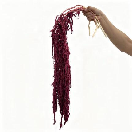 Burgundy Preserved Amaranthus Dried Real Flower LZ-302