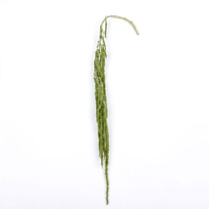 Green Preserved Amaranthus Dried Real Flower LZ-301